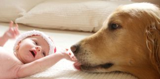 собака и младенец
