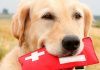 Ветеринарная аптечка для собаки
