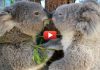 Плюшевые коалы