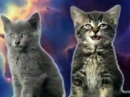 Космические котята поют песни