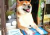 Японская собака продает огурцы