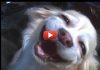 Смешное видео про животных