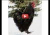 chyornyj-petux
