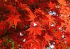 Осенние листья - Richard Clayderman